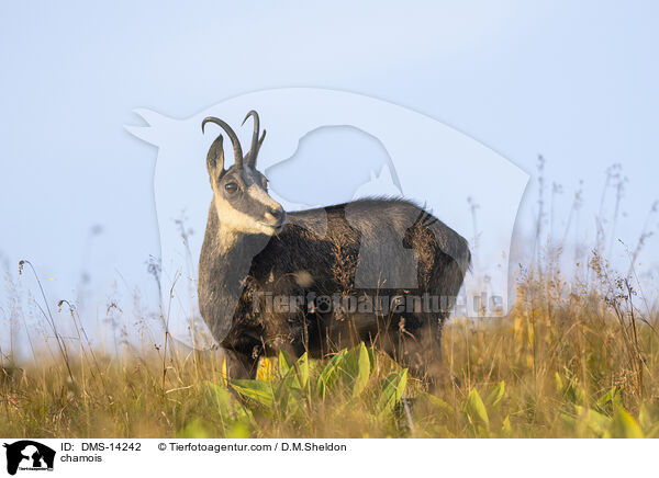 Gmse / chamois / DMS-14242