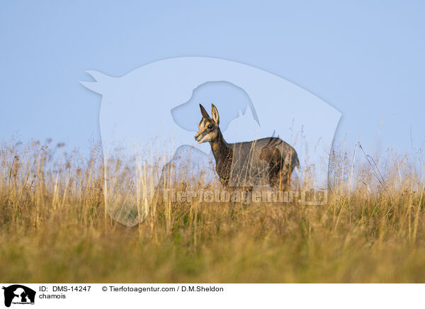Gmse / chamois / DMS-14247
