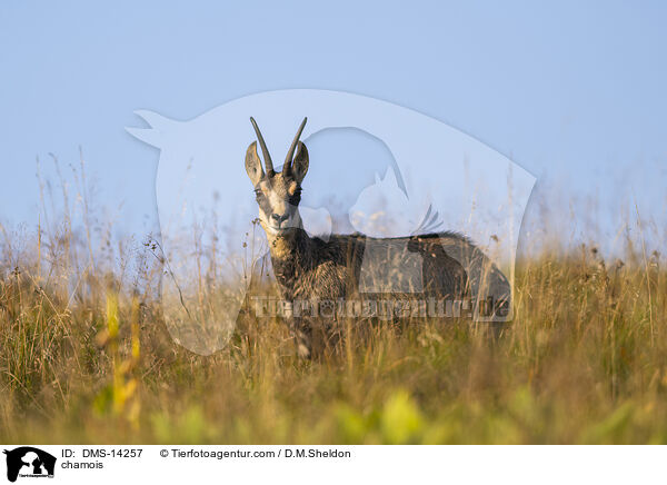 Gmse / chamois / DMS-14257