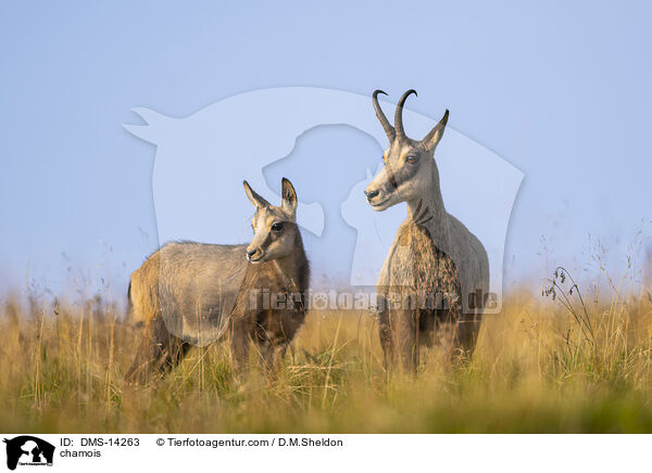 Gmse / chamois / DMS-14263