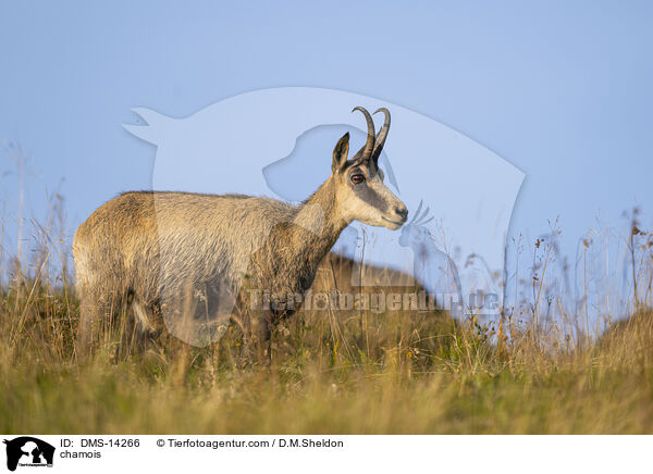 Gmse / chamois / DMS-14266