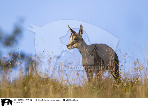 Gmse / chamois / DMS-14268
