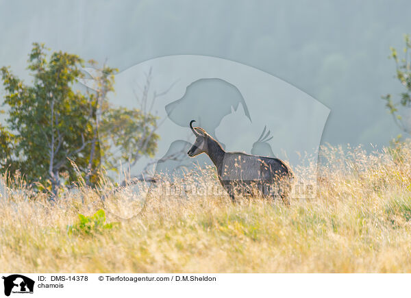 Gmse / chamois / DMS-14378