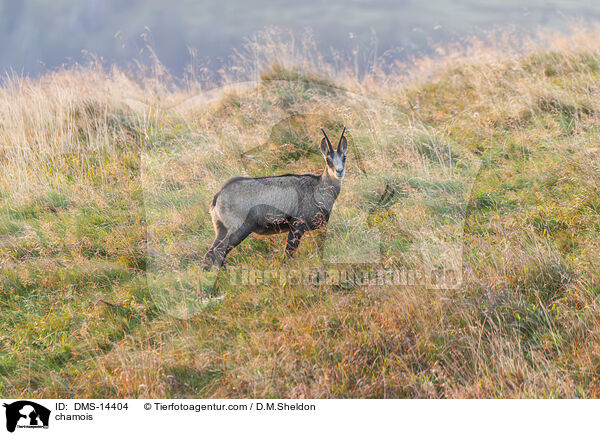 Gmse / chamois / DMS-14404