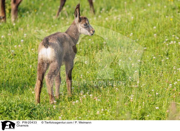 Gmse / Chamois / PW-20433