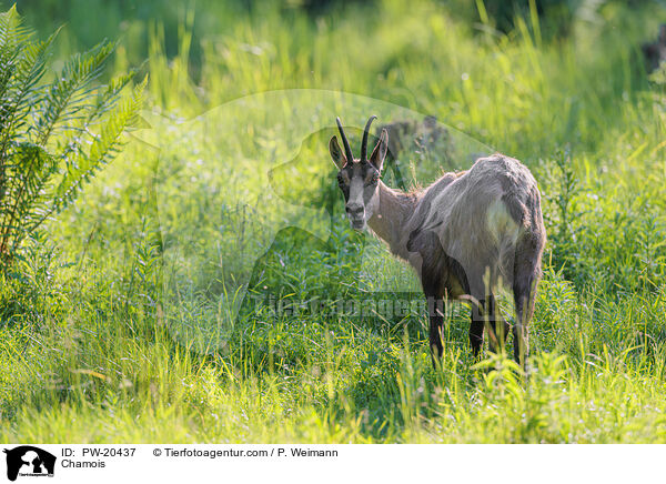 Gmse / Chamois / PW-20437
