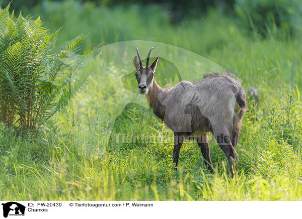 Gmse / Chamois / PW-20439