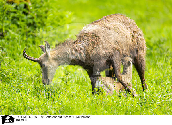 Gmse / chamois / DMS-17026