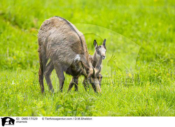 Gmse / chamois / DMS-17029