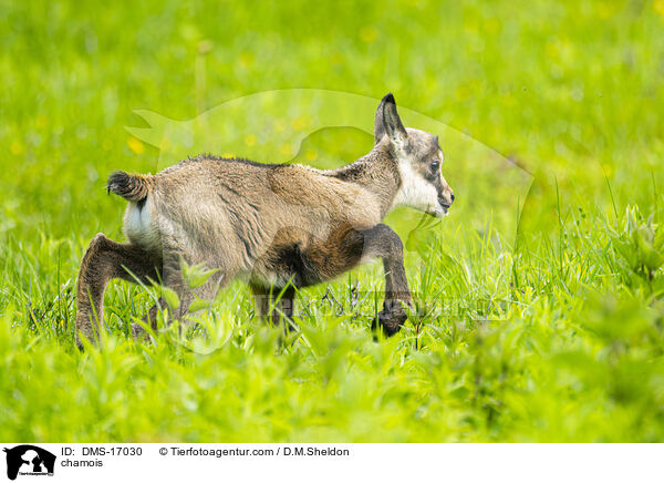 Gmse / chamois / DMS-17030