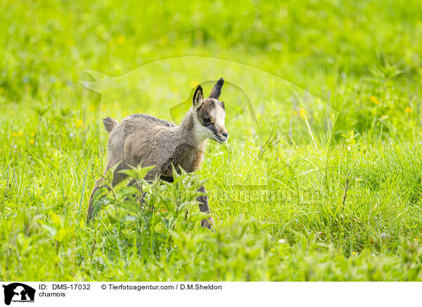 Gmse / chamois / DMS-17032