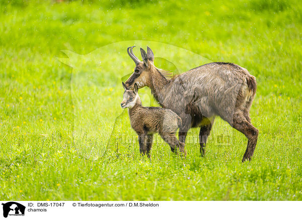 Gmse / chamois / DMS-17047