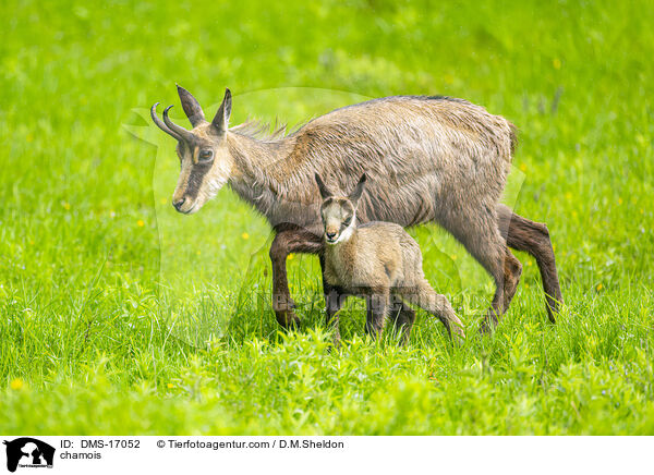 Gmse / chamois / DMS-17052