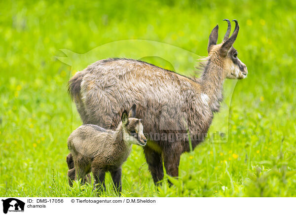 Gmse / chamois / DMS-17056