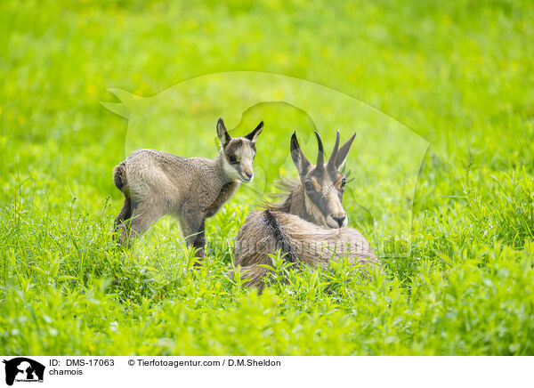 Gmse / chamois / DMS-17063