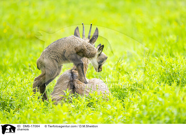 Gmse / chamois / DMS-17064