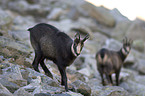 chamois