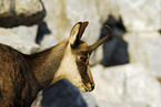 chamois