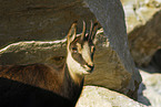 chamois