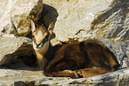 young chamois