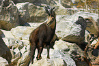 chamois