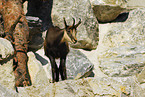 chamois