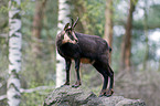 chamois