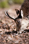 chamois