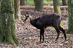 chamois