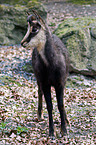 chamois
