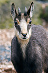 chamois