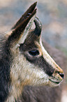 chamois