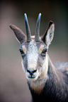 chamois