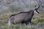 chamois