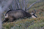 chamois