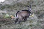 chamois