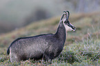 chamois