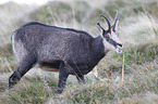 chamois