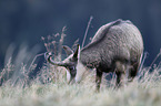 chamois