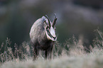 chamois