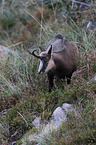 chamois
