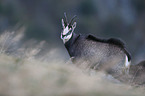 chamois