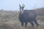 chamois