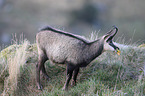 chamois