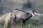 chamois