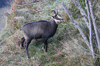 chamois