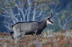 chamois