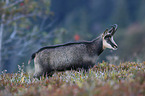 chamois