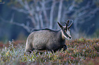 chamois
