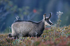 chamois